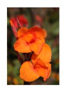 Bright Orange Flowers | Erstellen Sie Ihr eigenes Plakat