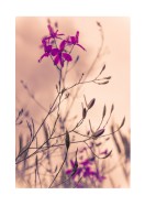 Purple Flowers Close-Up | Erstellen Sie Ihr eigenes Plakat