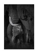 Newborn Elephant With Mother | Erstellen Sie Ihr eigenes Plakat