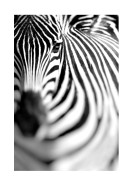 Zebra Portrait | Erstellen Sie Ihr eigenes Plakat