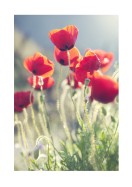 Poppies In The Evening Sun | Erstellen Sie Ihr eigenes Plakat