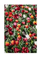 Field Of Colorful Tulips | Erstellen Sie Ihr eigenes Plakat