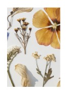 Dried Flowers Collection | Erstellen Sie Ihr eigenes Plakat